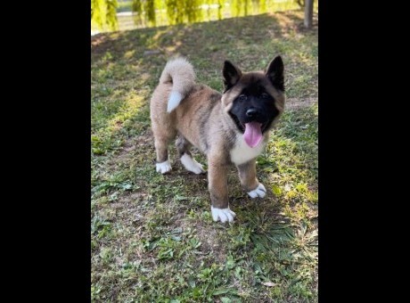 americka akita sl. 01.jpg